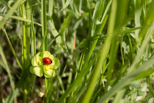 Rood Lieveheersbeestje Groene Blad Closeup — Stockfoto