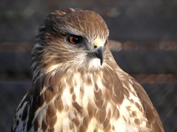 Hawk head Close up Big Bird - Buteo Buteo