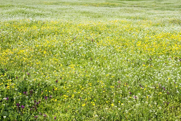 Green Spring Meadow Full Flowers — Stock Photo, Image