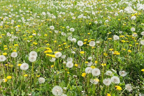 Green Meadow Full Dandelion Spring Flowers — Stock Photo, Image