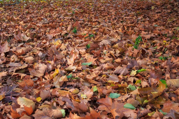 Hojas Otoño Que Cubren Suelo — Foto de Stock