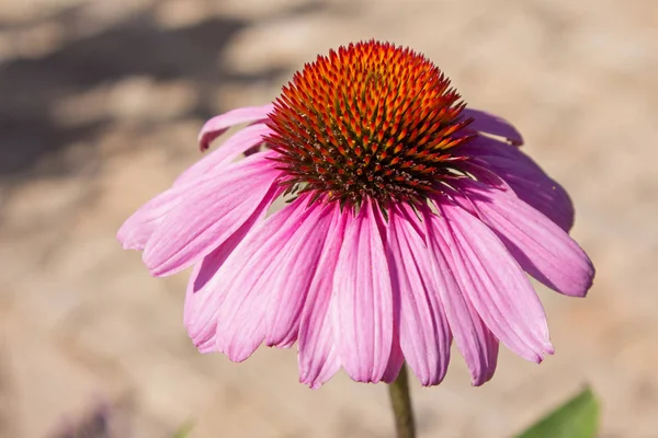 Einzelne Echinacea Blüte Unter Den Sonnenstrahlen — Stockfoto