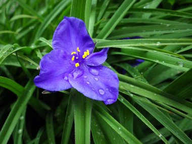 Canlı Tradescantia çiçek yeşil Bahçe, yakın çekim