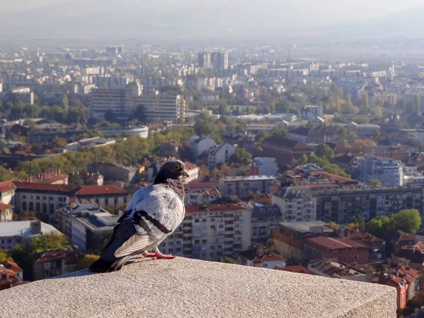 Çatı, cityscape arka plan ile bir güvercini