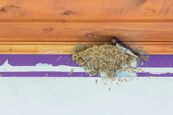 Bird Making Nest House Roof — Stock Photo, Image