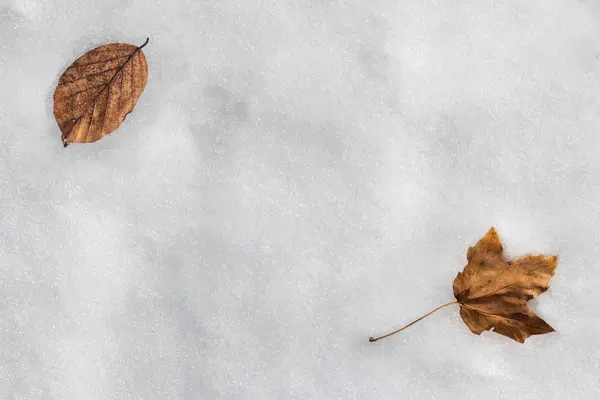 Hojas Marrones Caídas Nieve Copia Fondo Del Espacio — Foto de Stock