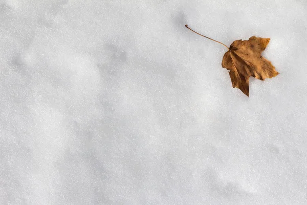 Autumn Leaf Snow Copy Space Background — Stock Photo, Image
