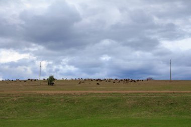 Otlatma koyun ve bulutlu gökyüzü ile kırsal manzara