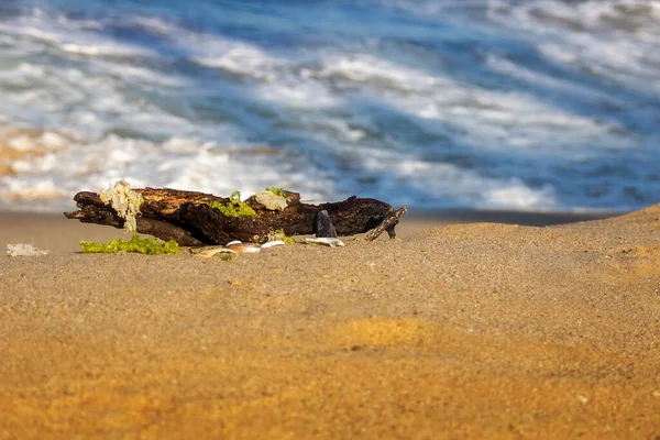 Marine Objects Washed Ashore Copy Space — Stock Photo, Image