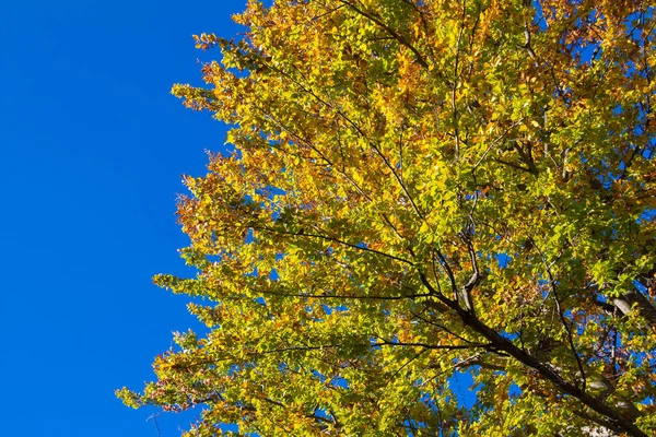 Blue Sky Autumn Colors Tree — Stock Photo, Image