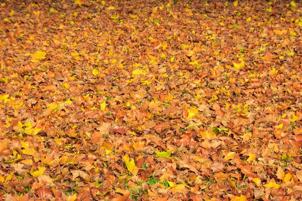 Hojas Naranjas Textura Fondo Otoño — Foto de Stock