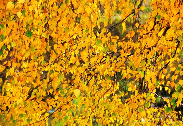 Beau Fond Naturel Automne Branches Bouleau Pleines Feuilles Jaunes Orange — Photo