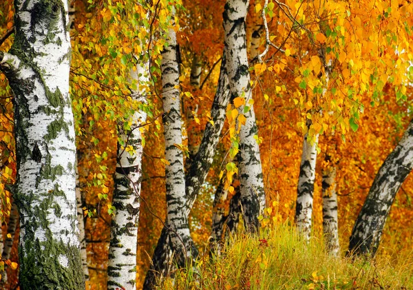 Beau Paysage Naturel Troncs Bouleau Blanc Des Branches Pleines Feuilles — Photo