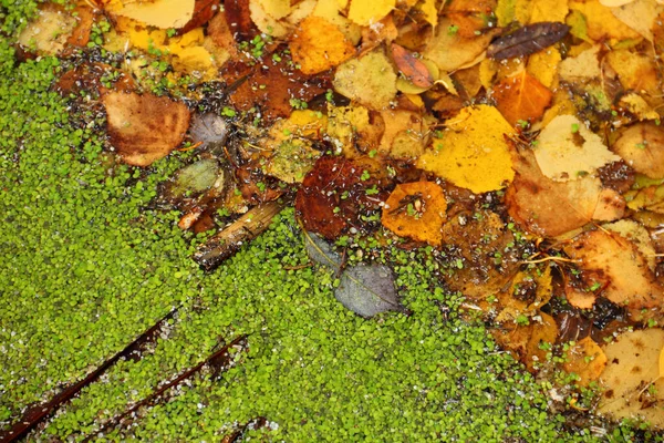 Belo Outono Fundo Molhado Amarelo Verde Marrom Folhas Superfície Pântano — Fotografia de Stock