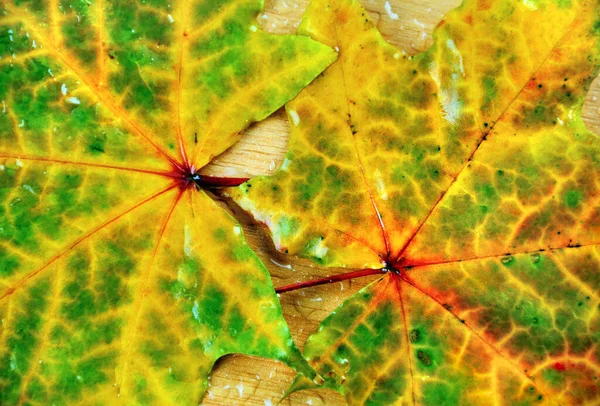 Dos Hojas Mármol Verde Amarillo Húmedo Con Mosaico Vena Roja —  Fotos de Stock