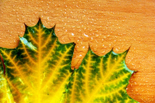 Hoja Mármol Verde Amarillo Húmedo Con Hermoso Mosaico Vena Cerca —  Fotos de Stock