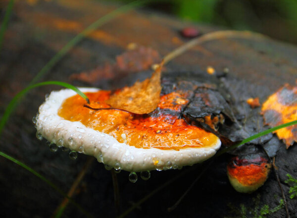 Timber fungus (mushroom) growing on the old tree stump covered with small fallen leaf and rain drops in autumn fall wood - tilt shift effect image 