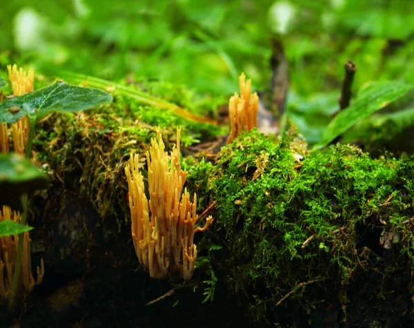 Koraalzwam Hericium Coralloides Groeiend Oude Boomstronk Bedekt Met Groen Mos — Stockfoto