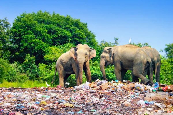Minneriya (Minneria) milli parkında, Sri Lanka, Güney Asya 'da, az sayıda Hint fili mavi gökyüzü ve ağaçların arka planında çöplüğün yanında yürüyor.