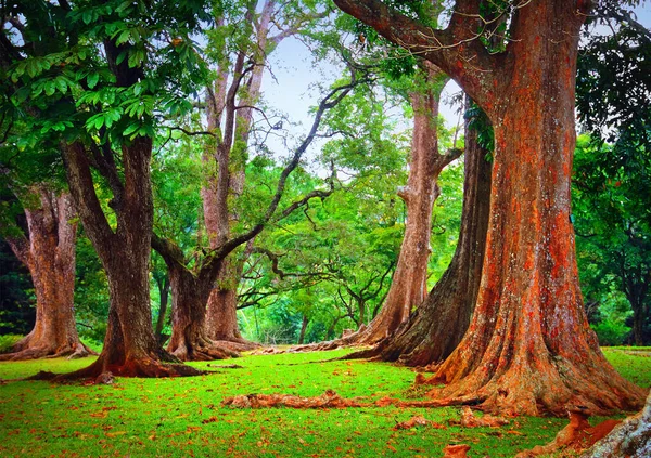 Hermosa Imagen Tonos Verdes Vista Panorámica Con Troncos Árboles Gigantescos — Foto de Stock