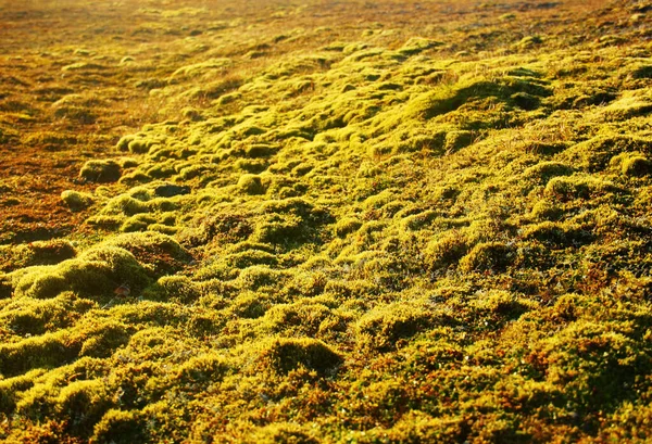 View Green Moss Sunny Day Tilt Shift Effect Spitsbergen Svalbard — Stock Photo, Image