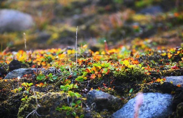 Krásný Výhled Přírodu Rostliny Tundry Mech Barentsburgu Ostrov Špicberky Souostroví Stock Fotografie