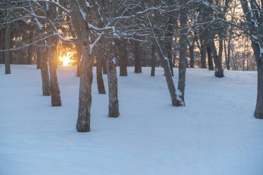 Parkta kış gün batımı