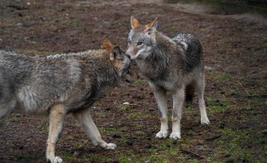 Ormanda büyük gri kurt