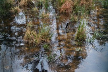 gökkuşağı doğa su orman doğal peyzaj yeşil arka plan ağaç bitki river park vahşi dış bataklık