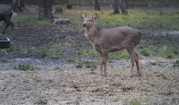 boynuzları elaphus av geyik yaban hayatı boynuzları Ren geyiği sezon erkek dişi hayvan yeme doğa memeli baş ağaçları orman 