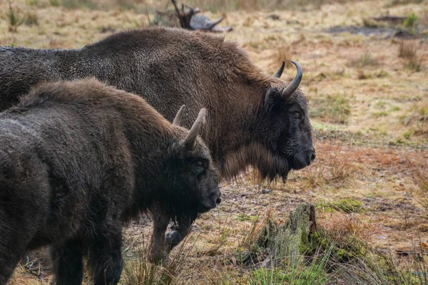 Bison Goes Field — Stock Photo, Image