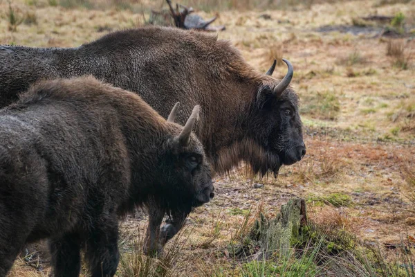 Bison Merge Câmp — Fotografie, imagine de stoc