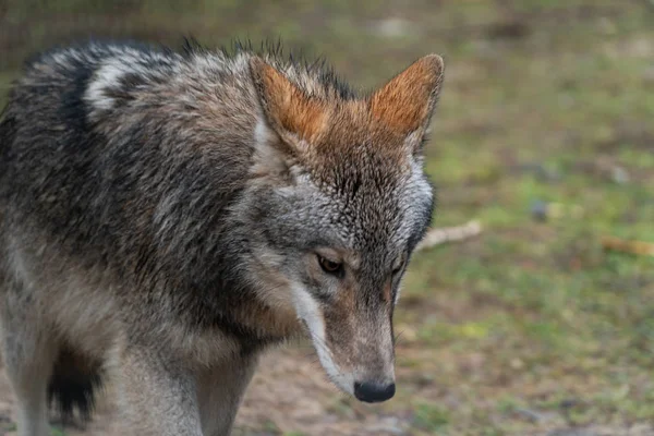 Lobo Gris Grande Bosque — Foto de Stock