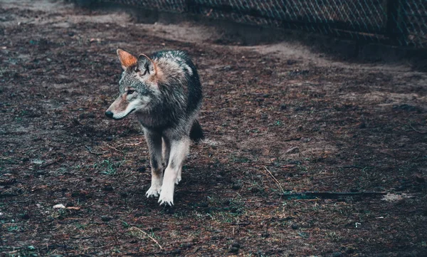 Grande Lobo Cinzento Floresta — Fotografia de Stock