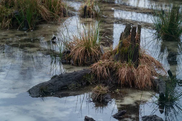 Sump Regnbue Natur Vand Skov Naturlige Landskab Grøn Baggrund Træ - Stock-foto