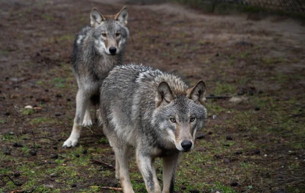Velký Šedý Vlk Lese — Stock fotografie