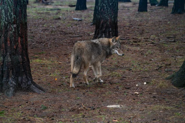 Grote Grijze Wolf Het Bos — Stockfoto