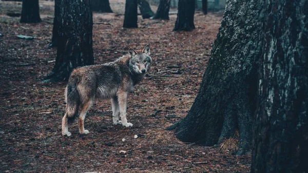 Grande Lobo Cinzento Floresta — Fotografia de Stock