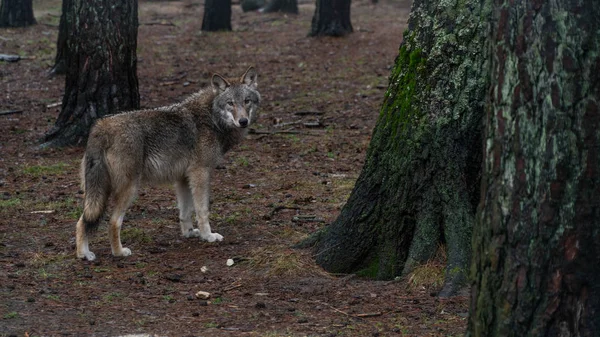 Grande Lobo Cinzento Floresta — Fotografia de Stock