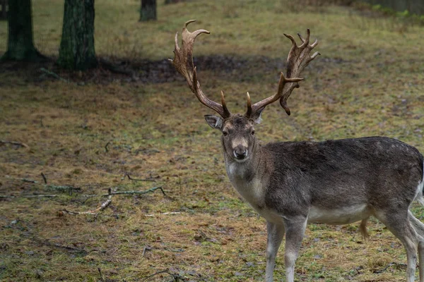 Hunting Horns Elaphus Deer Wildlife Antlers Reindeer Season Nature Mammal — Stock Photo, Image