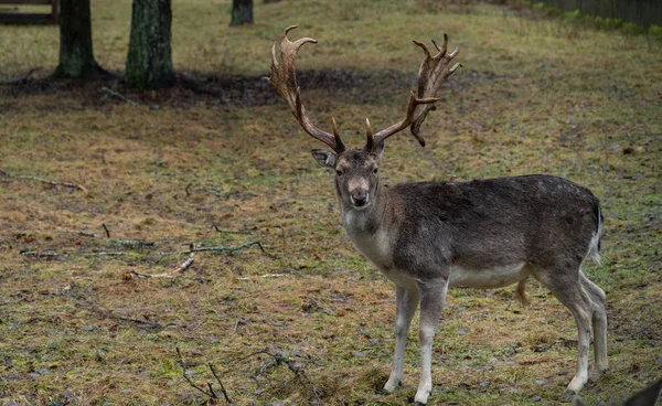 Caça Chifres Elaphus Cervos Animais Selvagens Chifres Renas Estação Natureza — Fotografia de Stock