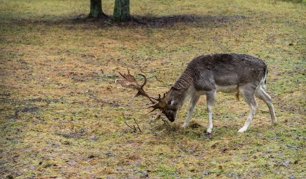 Tanduk Berburu Elaphus Rusa Tanduk Satwa Liar Musim Rusa Alam — Stok Foto