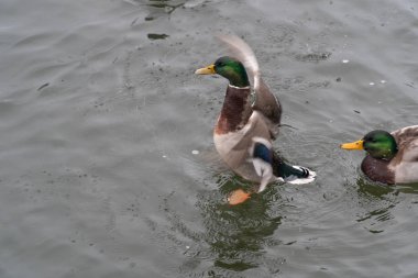 ördek vahşi lake beyaz fauna su hayvan doğa kuş renkli güzel 