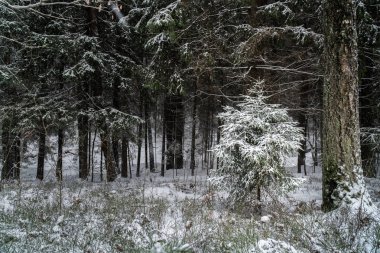 güzel Noel soğuk orman taze frost buz manzara doğa kar beyaz kış ahşap ağaç arka plan