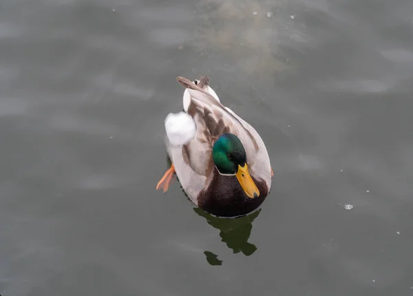 Duck Bird Wild Lake White Fauna Nature Water Animal Wildlife — Stock Photo, Image