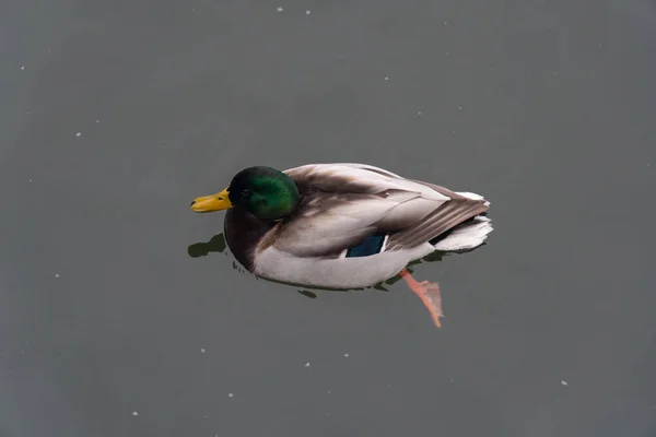 Ördek Vahşi Lake Beyaz Fauna Hayvan Doğa Kuş Renkli Güzel — Stok fotoğraf