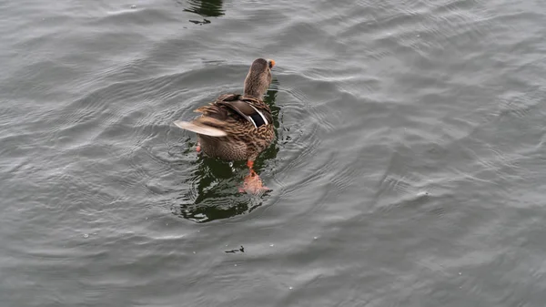 Duck Bird Wild Lake White Fauna Nature Water Animal Wildlife — Stock Photo, Image