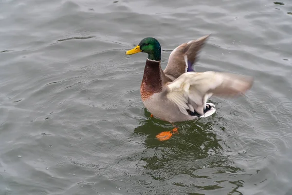 Duck Bird Wild Lake White Fauna Nature Water Animal Wildlife — Stock Photo, Image