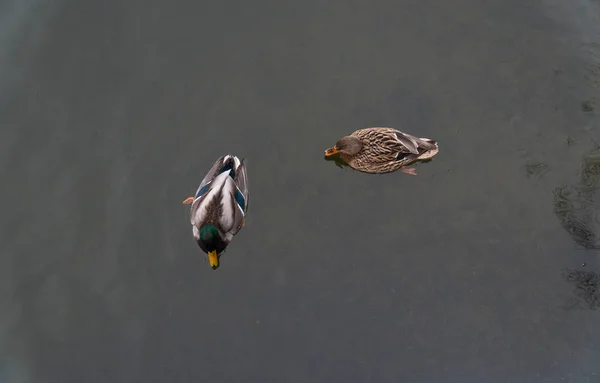 duck bird wild lake  white fauna nature water animal wildlife colorful beautiful