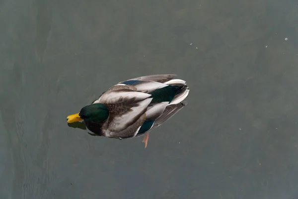 duck bird wild lake  white fauna nature water animal wildlife colorful beautiful